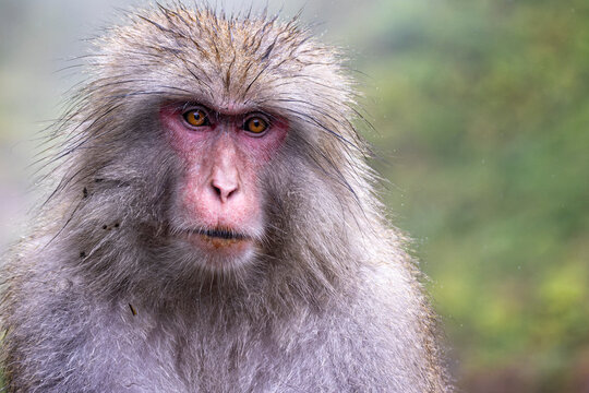 Close up of head of a Japanese Macaque or snow monkey with wet fur in the steaming hot spring water at Yudanaka, Japan