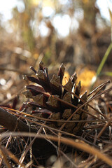 Pine cone on ground in focus