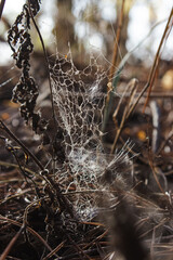 Web on dried plants and grass