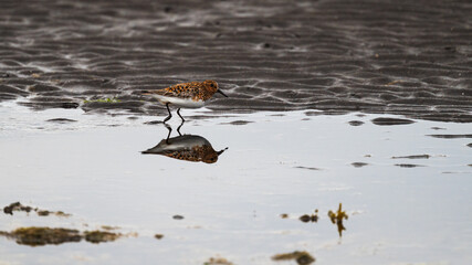 wild life inside the Vatnsnes Peninsula, Iceland