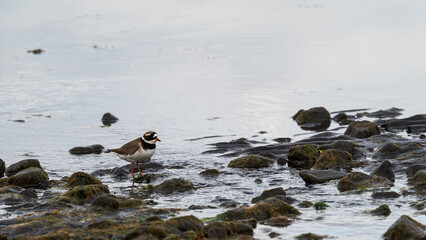 wild life inside the Vatnsnes Peninsula, Iceland