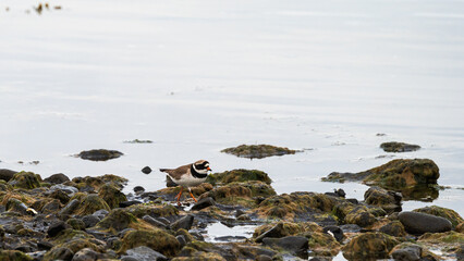 wild life inside the Vatnsnes Peninsula, Iceland