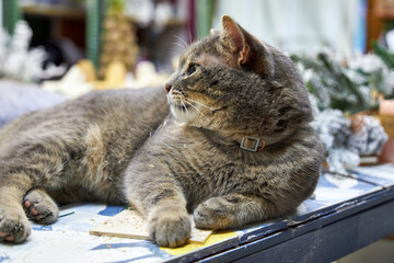 gray cat playing with pampas grass on the table in the florist's workshop
