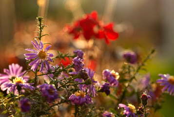 Jesienne kwiaty, astry, marcinki. 