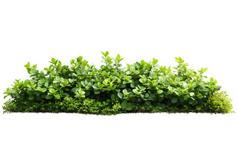 Obraz premium green bush plant isolated on transparent background PNG