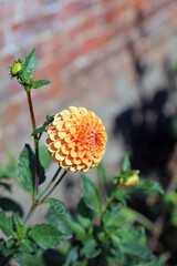 Closeup of an orange ball Dahlia flower, Suffolk England

