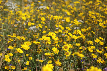 Closeup of a field of Corn Marigold flowers, Suffolk England

