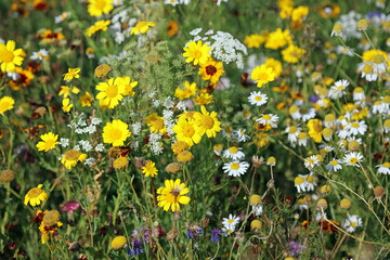 Closeup of Corn Marigold and Common Chamomile flowers, Suffolk England

