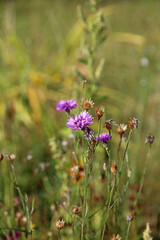 Macro image of a Cornflower plant, Suffolk England
