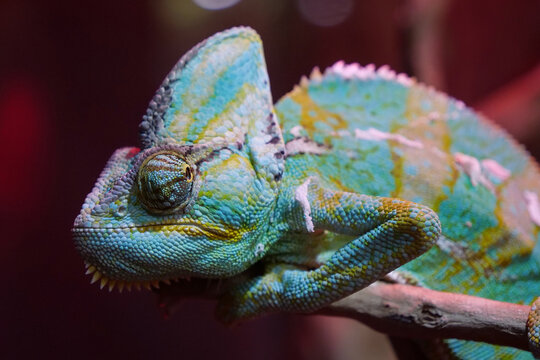 Chameleon - lizard adapted to an arboreal lifestyle, change body color
