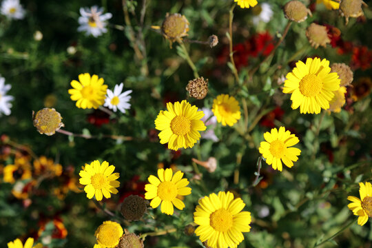 Macro image of Corn Marigold flowers, Suffolk England
