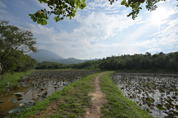 A beautiful landscape in My Son Sanctuary Vietnam. A natural way through a lake filled with water lilies. 