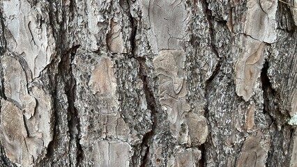 Bark of a tree