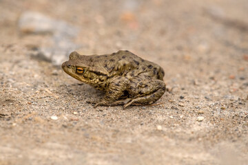 A Toad on a path, close up in Scotland