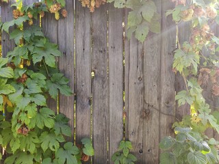A rustic wooden fence adorned with lush green vines and hops in a serene outdoor setting during daylight hours