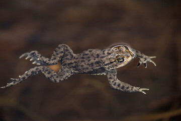 A Toad in a pond in Scotland