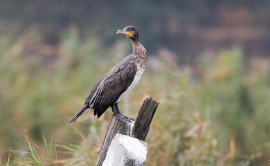 heron