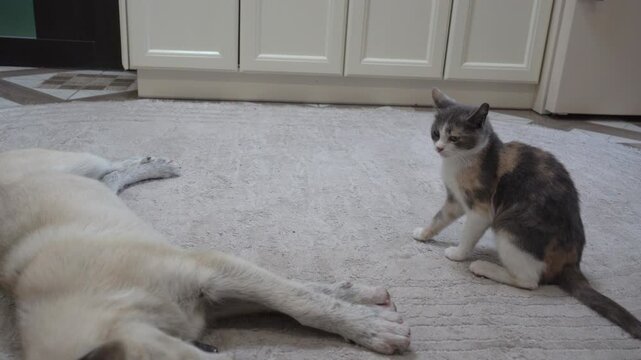 the cat beats the dog, the cat hits the dog with its paw and the dog falls, the cat plays with the puppy, the cat scratches the dog