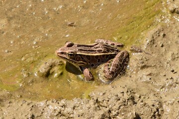 northern leopard frog animal sitting in brown mud water