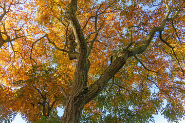 Blasenbaum im Herbst