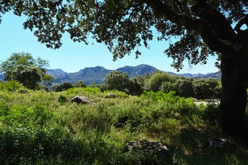 Obraz premium A view of national park with trees in the portugal mountains at summer. 