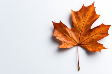 A single rust-colored leaf on a plain white background, representing simplicity and autumn