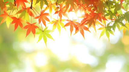 Fototapeta premium Red maple leaves in autumn with copy space