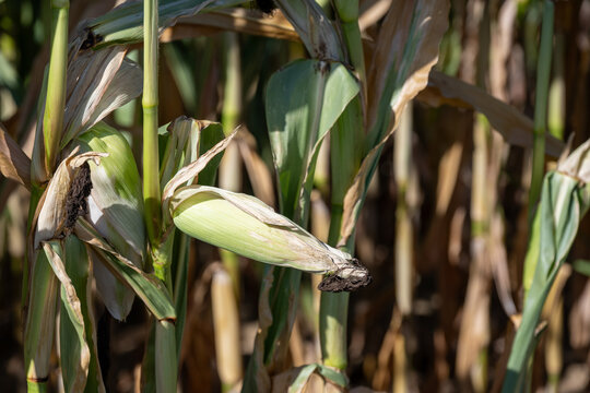 Corn cobs in a corn plantation, Burgundy, France.
