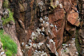 Cliffs with nesting site of colonies of seabirds like kittiwakes and great black-backed gulls in collapsed sea cave of Bullers of Buchan near Peterhead in Buchan, Aberdeenshire, Scotland