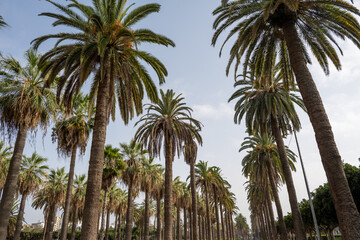 Casablanca, Morocco. parc de la ligue arabe. English : The Arab League Park. Alley of Roystonea...