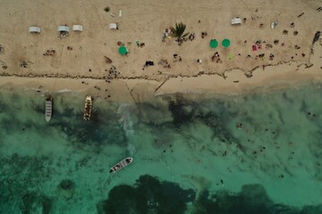 flock of birds on the beach