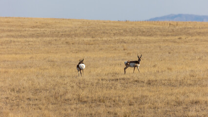 A herd of pronghorn gracefully moves across Montana&rsquo;s vast open grasslands, bathed in warm sunlight beneath an endless sky.