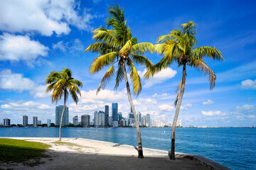 the skyline of miami with palm trees, florida