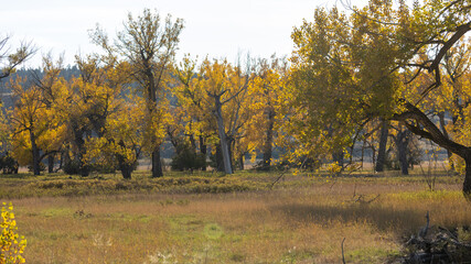 Fototapeta premium Fall Leaves in Central Montana, Trees, Landscape, October in Montana