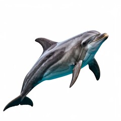 Obraz premium dolphin isolated on white background