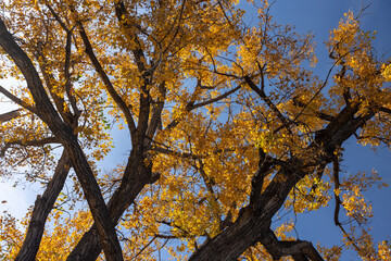 Vibrant fall leaves paint the landscapes of Malta, Central Montana, showcasing the rich colors and crisp beauty of the autumn season.