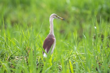 Indian Pond Heron in farmland.
