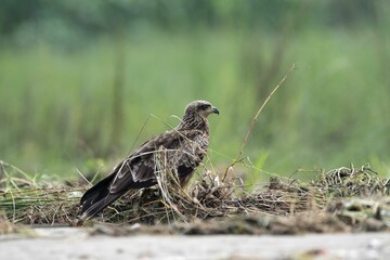 Black Kite in natural vegetation