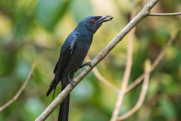 Black drongo with insect on branch.