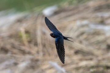 Barn Swallow in flight with blurred background.