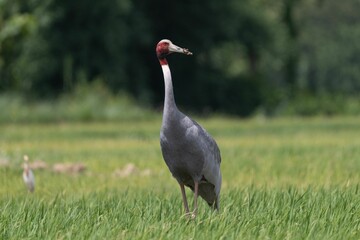 Majestic Sarus Crane in Green Field