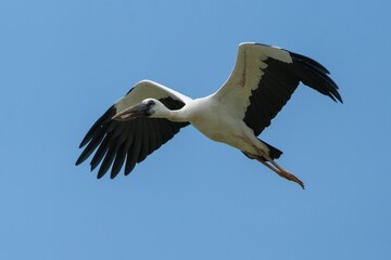 Majestic stork in flight against blue sky
