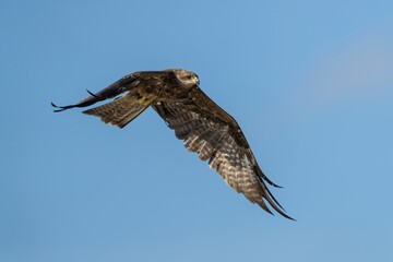 Black Kite in flight