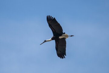 Asian Openbill in flight.