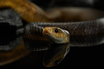 A snake moves smoothly through water, creating subtle ripples around it