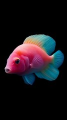 Fototapeta premium A tight shot of a fish against a black backdrop, surrounded by nearer red, blue, and green fish in the foreground