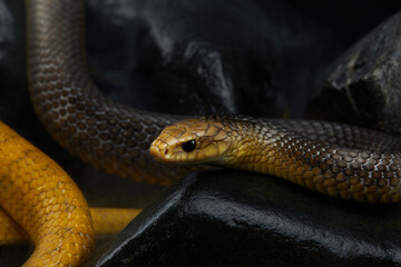 A snake rests among dark rocks, its body coiled and relaxed. making it almost indistinguishable from its environment.