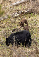 Black Bear Sow and Cub in Springtime in Yellowstone National Park Wyoming
