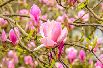 pink magnolia and green background in Vancouver, Canada © karamysh