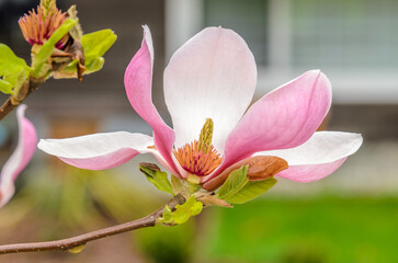 Fototapeta premium pink magnolia and green background in Vancouver, Canada